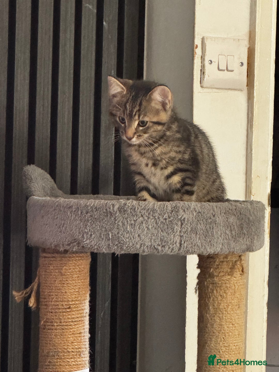 Mixed Breed cats for sale: Male tabby kitten  - Advert 4