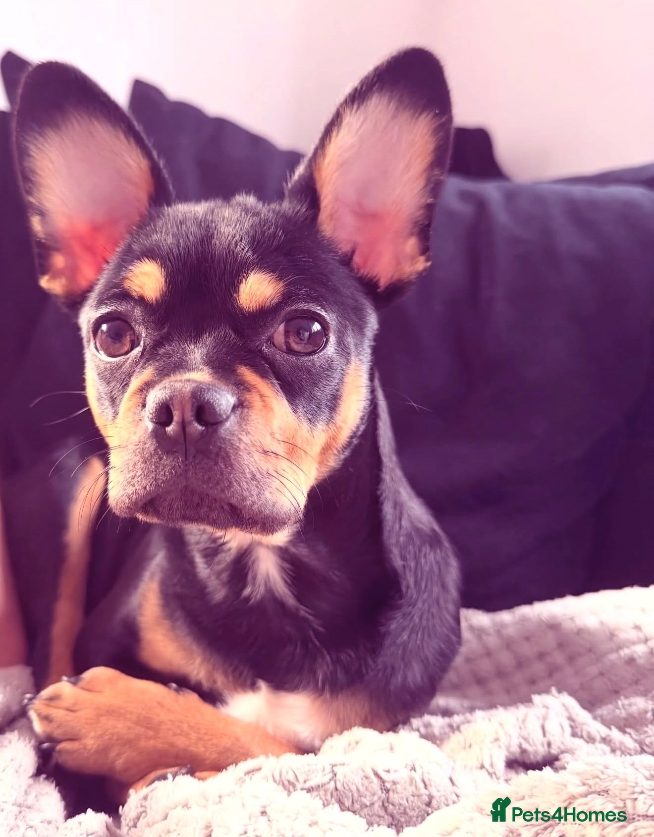 Mixed Breed dogs Dog for sale - Advert 1
