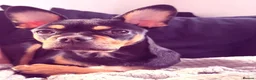 Mixed Breed dogs for sale: Dog for sale in Haslemere - Advert 1