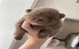 Pomeranian dogs for sale: outstanding true to typ pomeranian puppy's  - Image 3