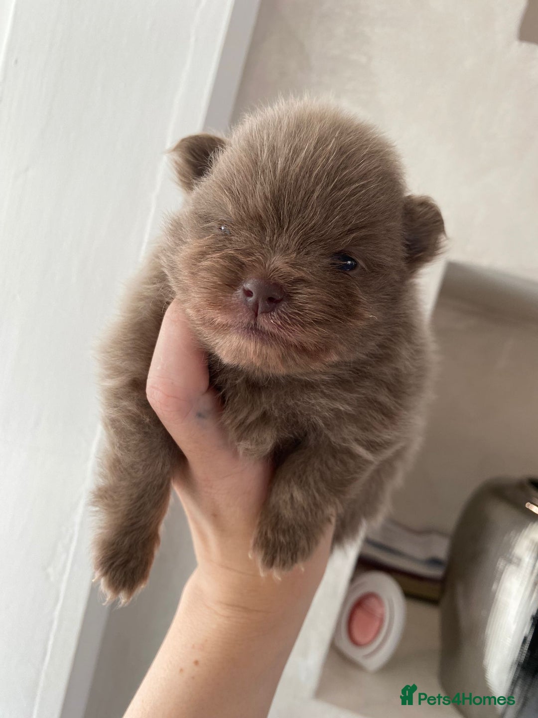 Pomeranian dogs for sale: outstanding true to typ pomeranian puppy's  - Image 3