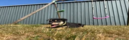 Australian Kelpie dogs for sale: Pure Bred Kelpie pups - Advert 29