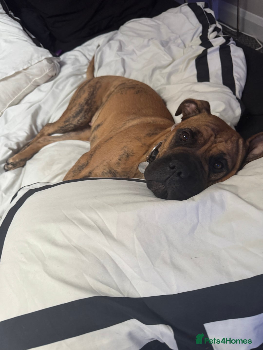 Presa Canario dogs for sale: Ecco  - Advert 8