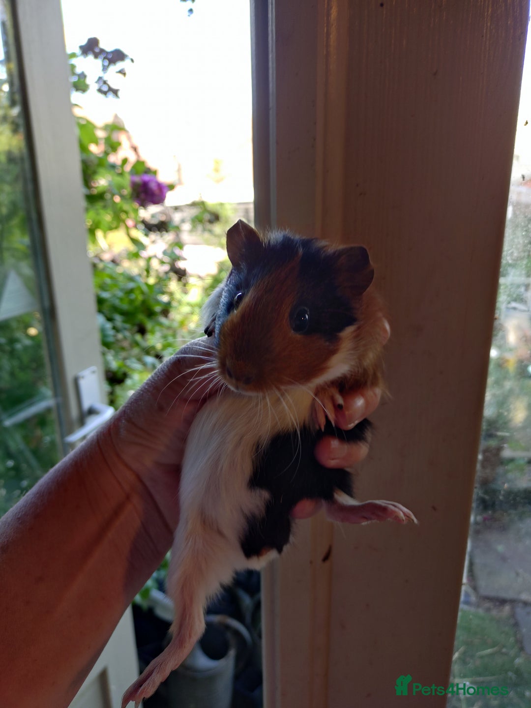 Guinea Pig rodents for sale: Baby males and females guinea pigs  - Image 1
