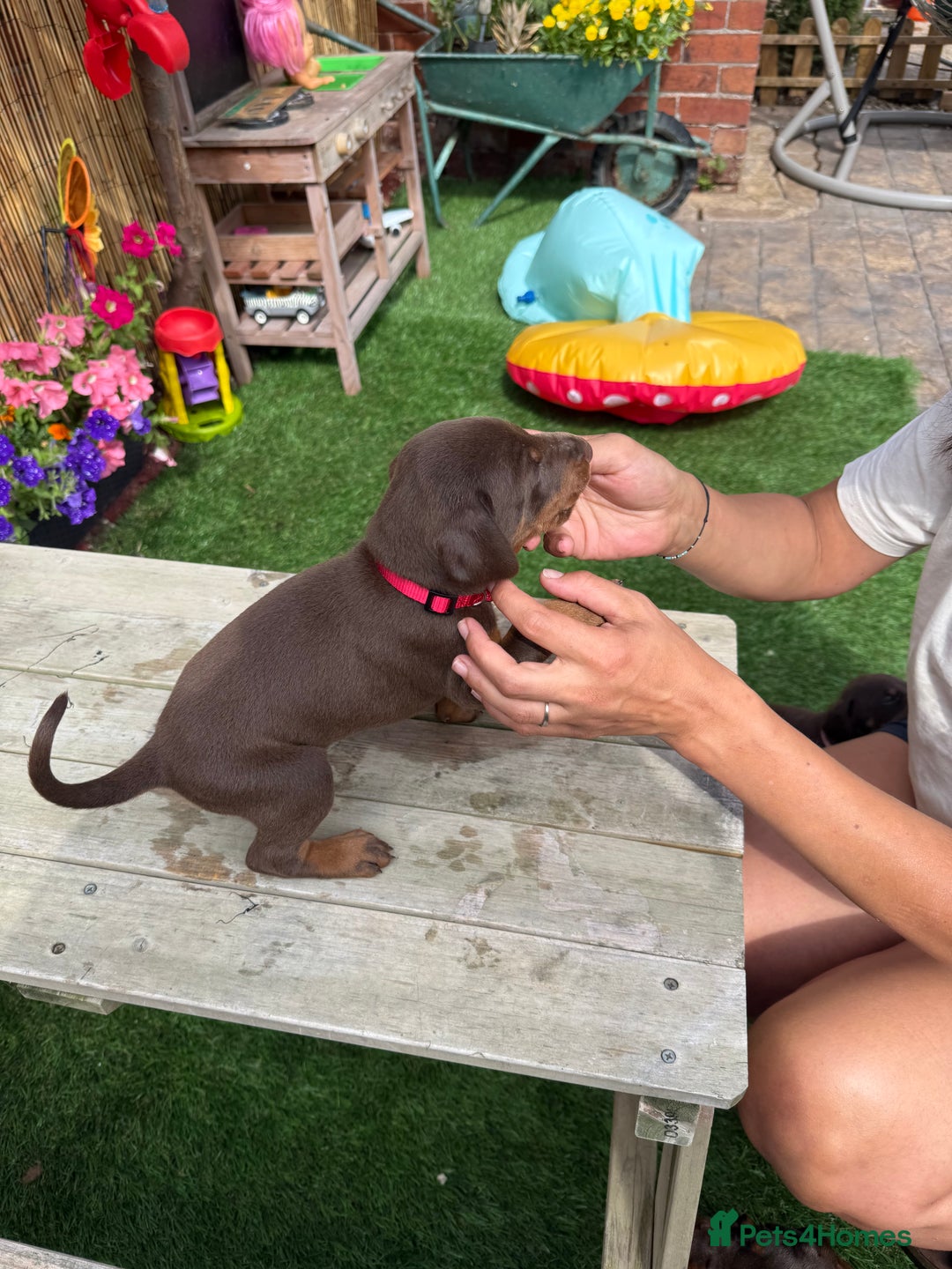 Dobermann dogs for sale: Doberman brown & tan - Image 19
