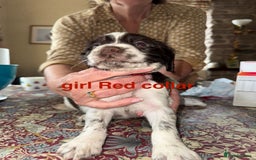 English Springer Spaniel dogs for sale: KC Springer Spaniel puppies 3 x girls available  in Hereford - Image 16