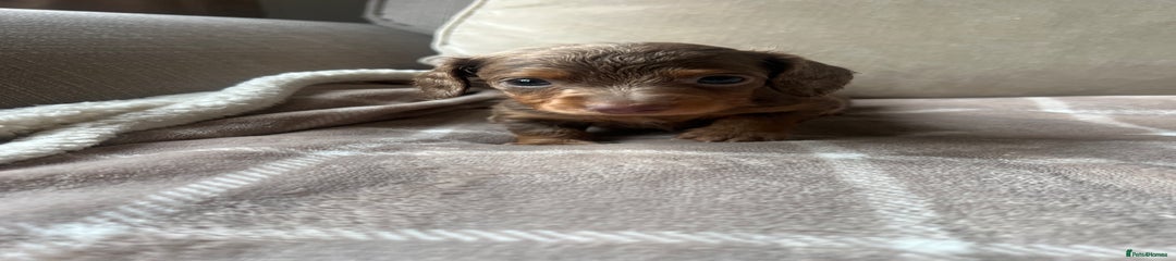 Miniature Dachshund Puppy 1