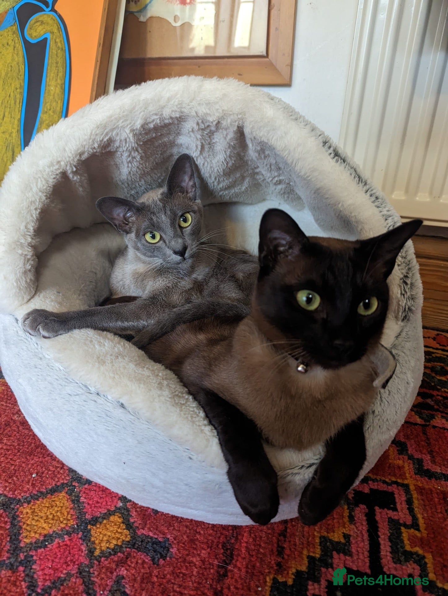 Tonkinese cats Exquisite Kittens- Tonkinese Dolls - Advert 2