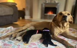 Labradoodle dogs for sale: Miniature Labradoodles  - Image 20