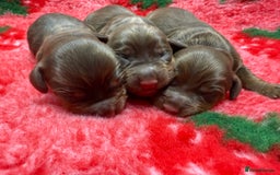 Cocker Spaniel dogs for sale: Stunning KC Working Cocker Spaniel Pups - Image 14