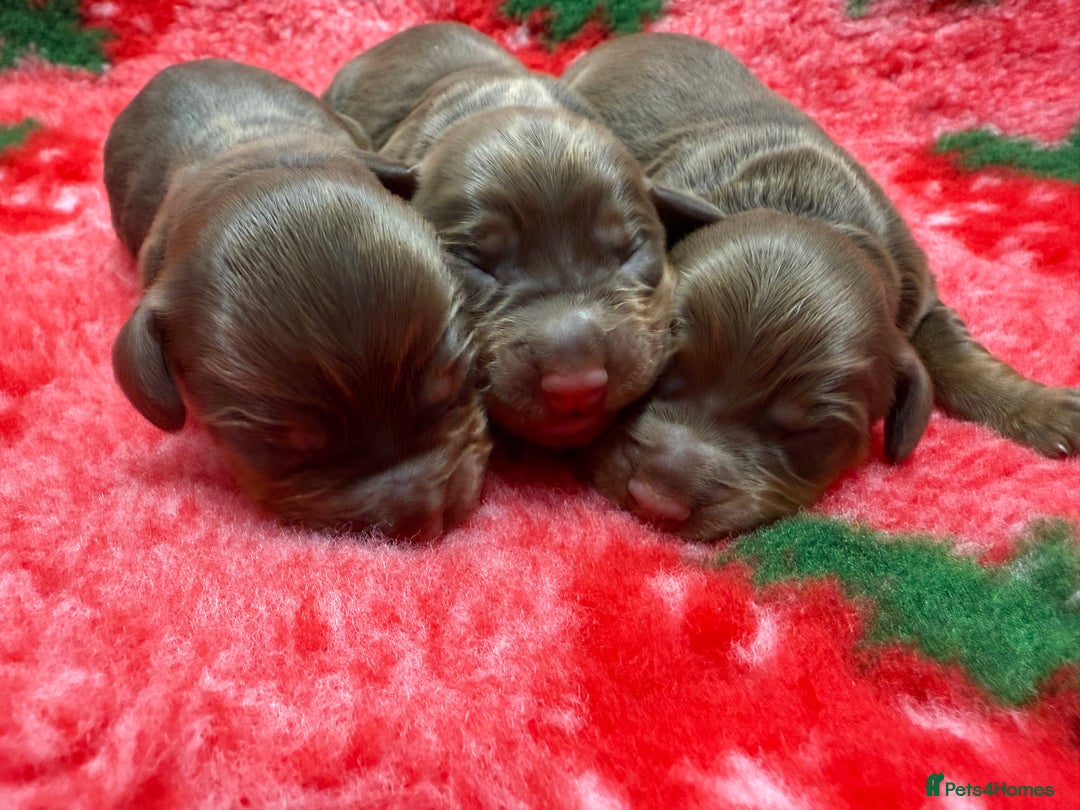 Cocker Spaniel dogs for sale: Stunning KC Working Cocker Spaniel Pups - Image 14