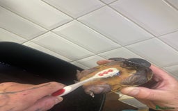 Turtle reptiles for sale: Musk/mud turtles - Image 6