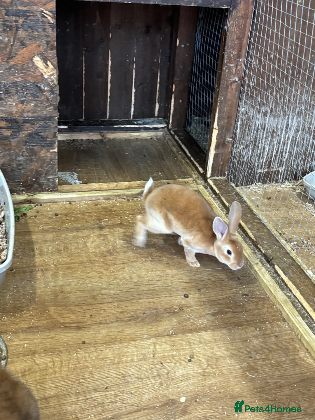 Rex rabbits for sale: 🐰 2 Male Rex Baby Rabbits for Sale 🐰 - Advert 2