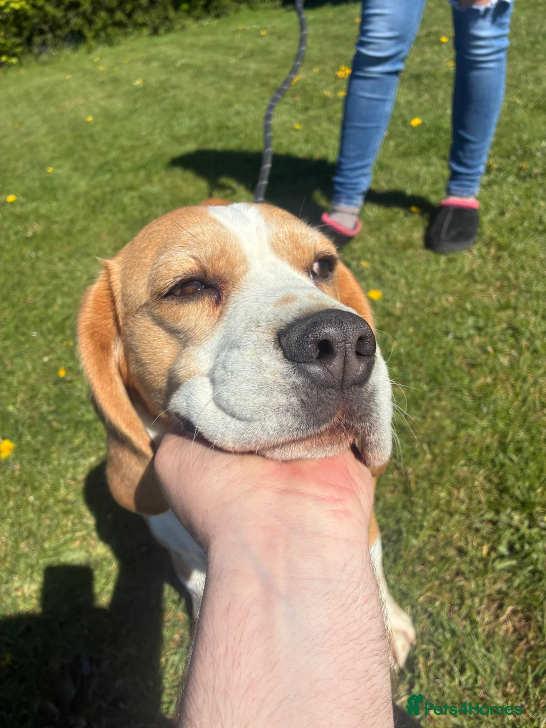Beagle dogs for sale: Beautiful beagle  - Advert 1