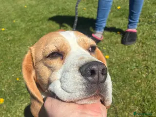 Beagle dogs Beautiful beagle - Advert 5