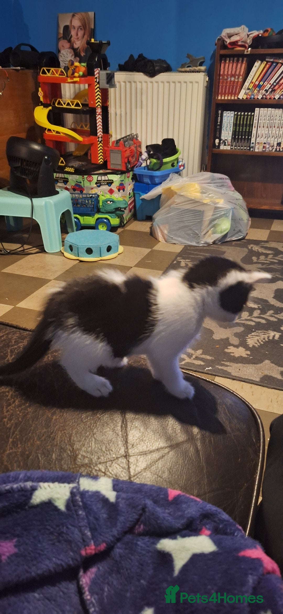 Mixed Breed cats for sale: Fluffy Kittens Gorgeous Personalities! 🐱💞 - Image 8