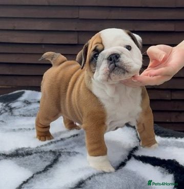 English Bulldog dogs MULTI CH Sired english bulldog puppies. - Advert 2