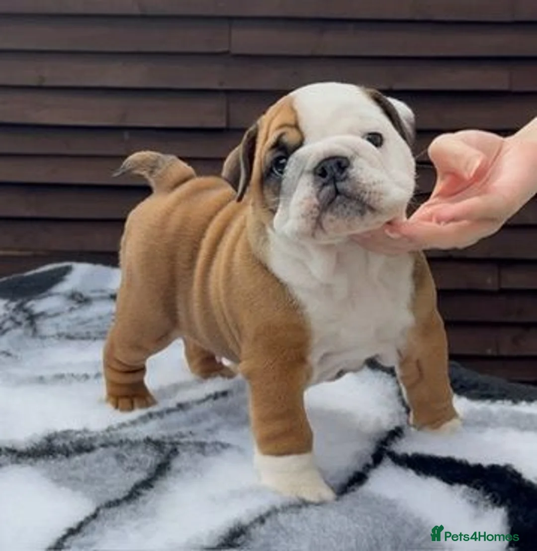 English Bulldog dogs for sale: MULTI CH Sired english bulldog puppies. - Advert 2
