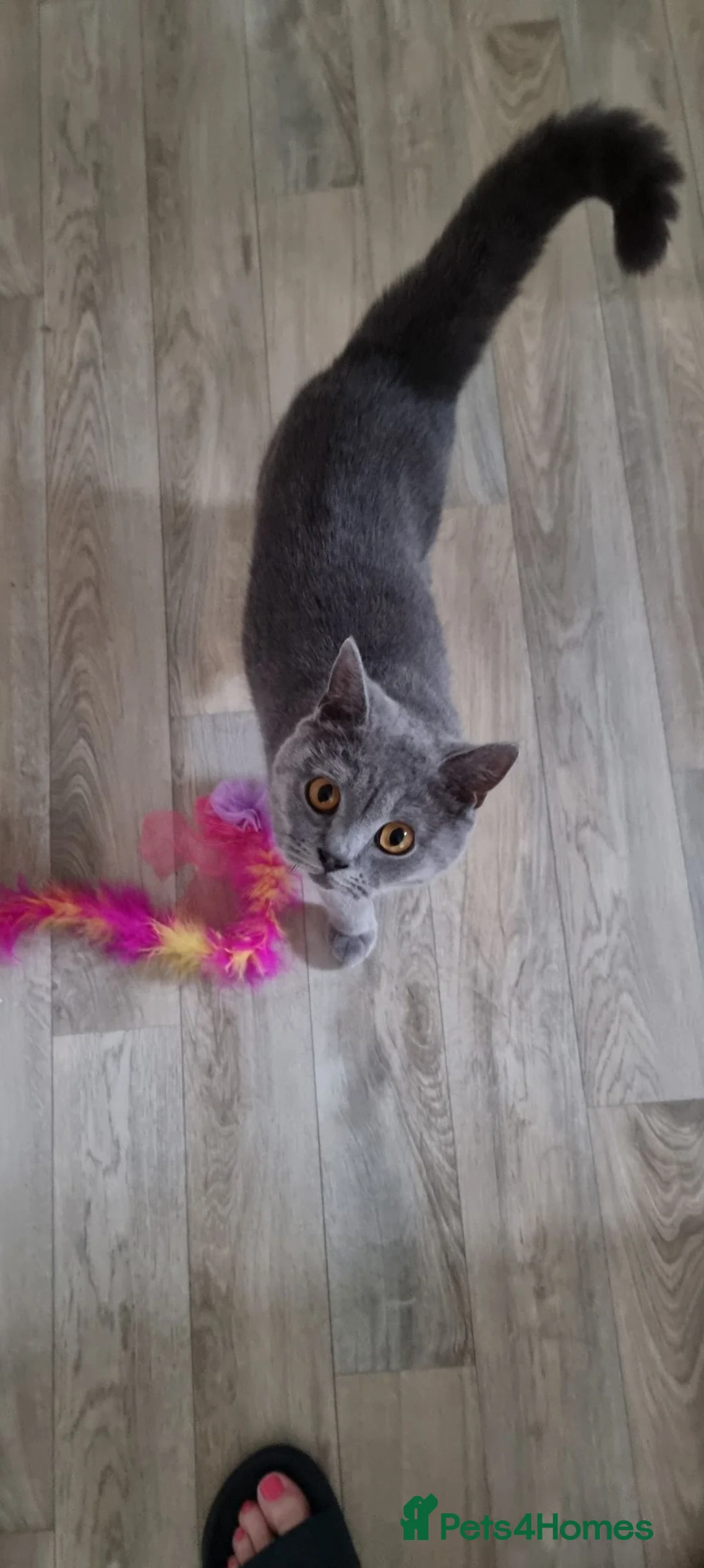 British Shorthair cats for sale: Pure British Shorthair Blue  - Advert 1