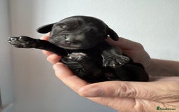 Cocker Spaniel dogs for sale: Exceptional pedigree KC champion show Cockers.  - Image 10