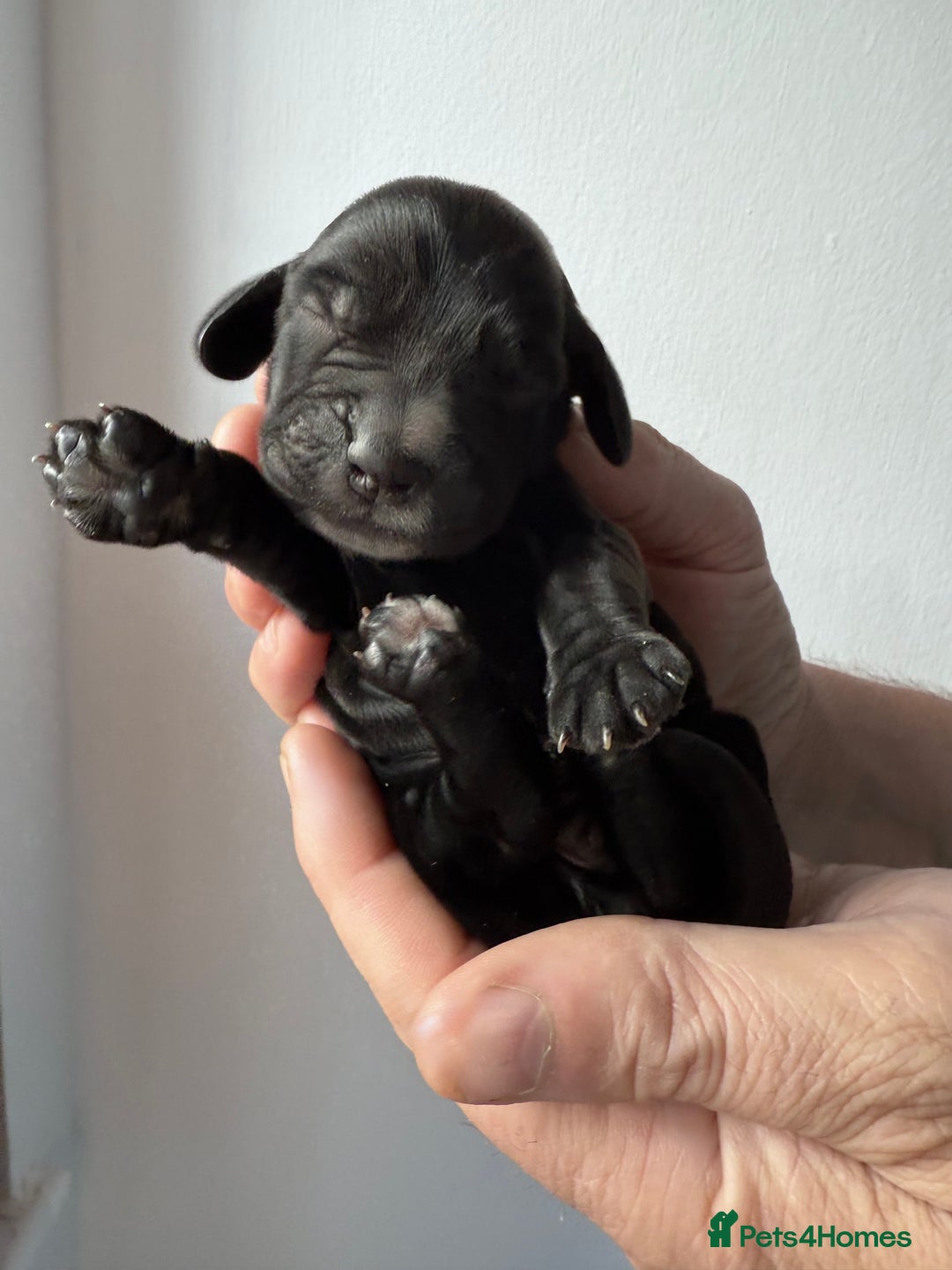 Cocker Spaniel dogs for sale: Exceptional pedigree KC champion show Cockers.  - Image 10