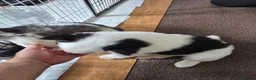 Siberian Husky dogs for sale: EBONY / ARYA SIBERIAN HUSKYS READY TO LEAVE  - Advert 22