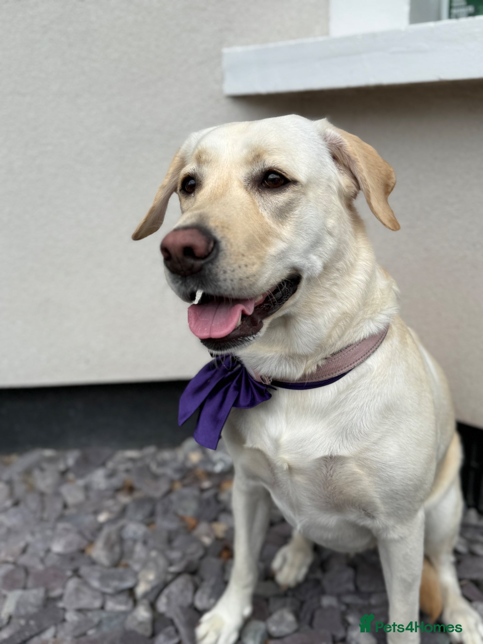 Labrador Retriever dogs Beautiful cream KC Registered litter  - Advert 1