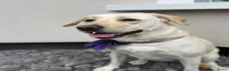 Labrador Retriever dogs for sale: Beautiful cream KC Registered litter  in Westcliff-on-Sea - Advert 1