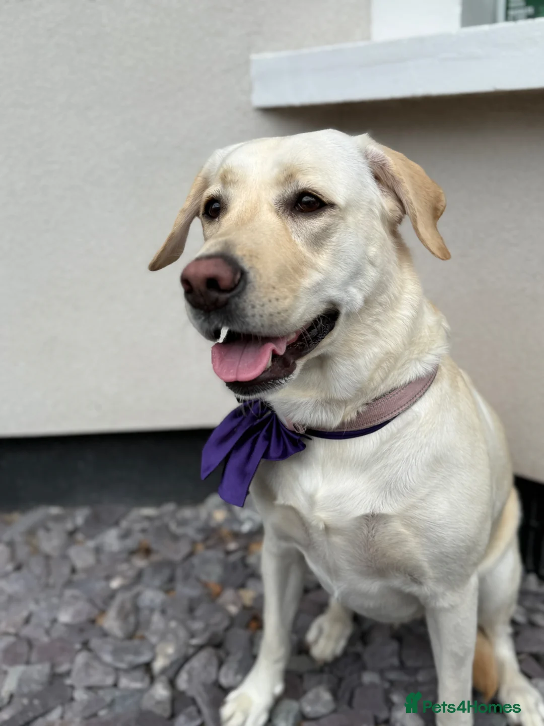 Labrador Retriever dogs for sale: Beautiful cream KC Registered litter  in Westcliff-on-Sea - Advert 1