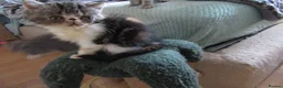 Exotic cats for sale: Lovely exotic kittens - Advert 4