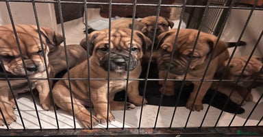 Mixed Breed dogs Chunky Rottweiler x alpha blue bulldog puppies  - Advert 13