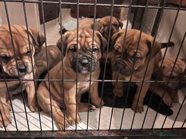 Mixed Breed dogs Chunky Rottweiler x alpha blue bulldog puppies - Advert 13