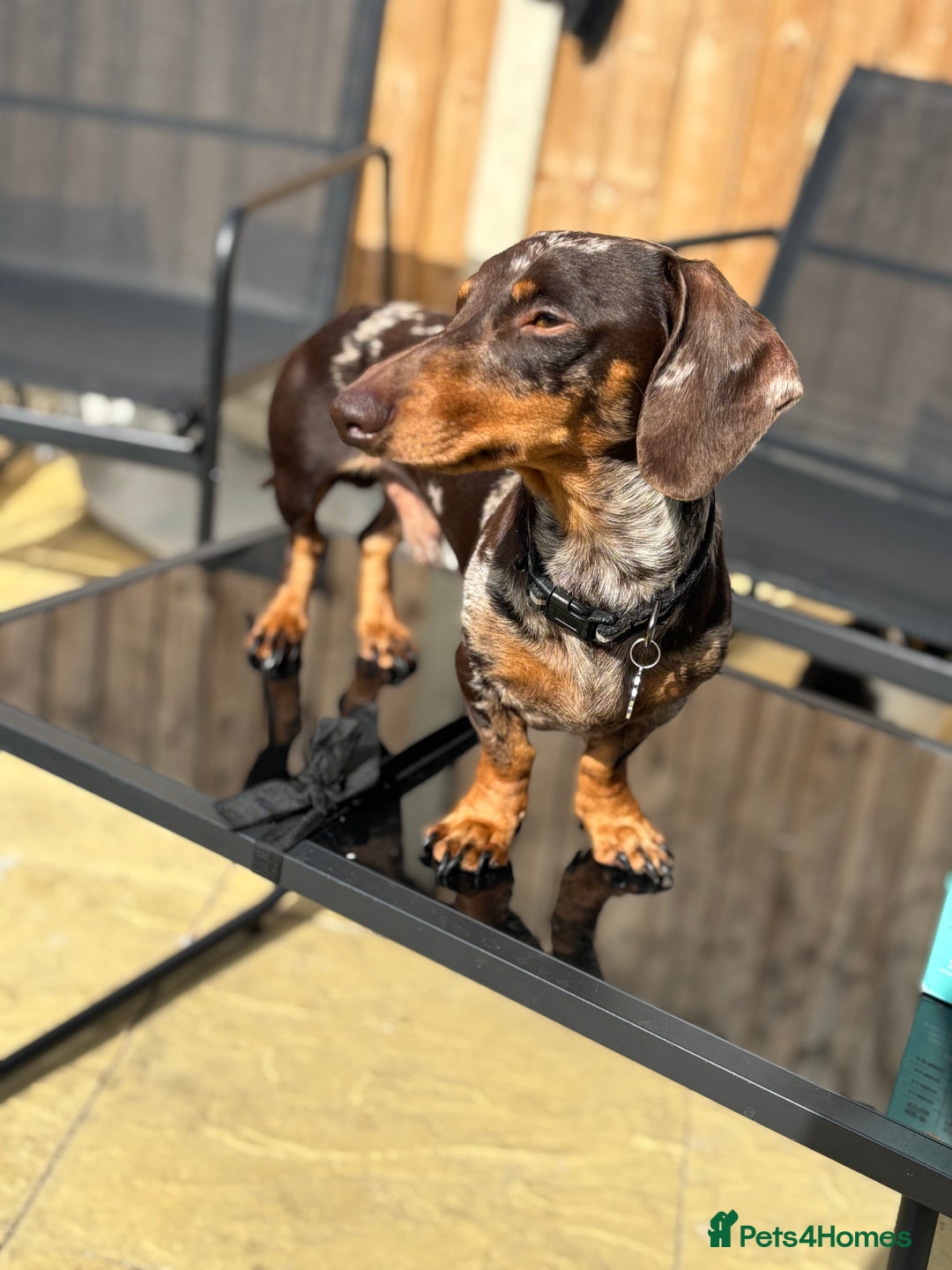 Miniature Dachshund dogs for sale: Rehoming x2 dachshunds  - Advert 7