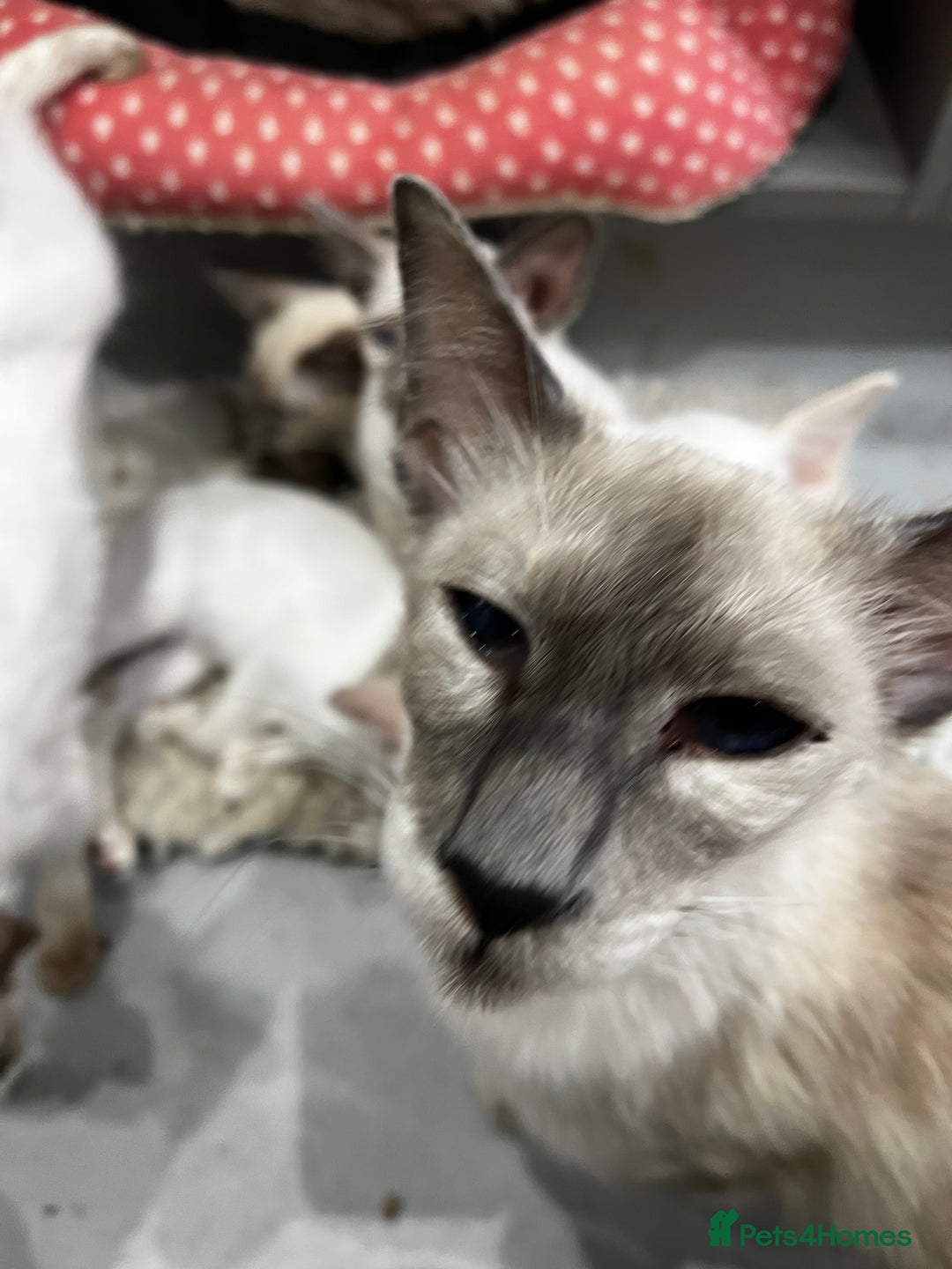 Siamese cats for sale: Rare Pure bred Balinese  - Image 5