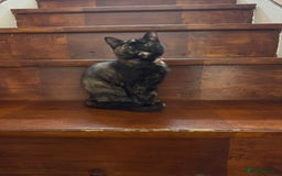 Domestic Shorthair cats for sale: Two gorgeous Domestic shorthair kittens for sale - Image 6