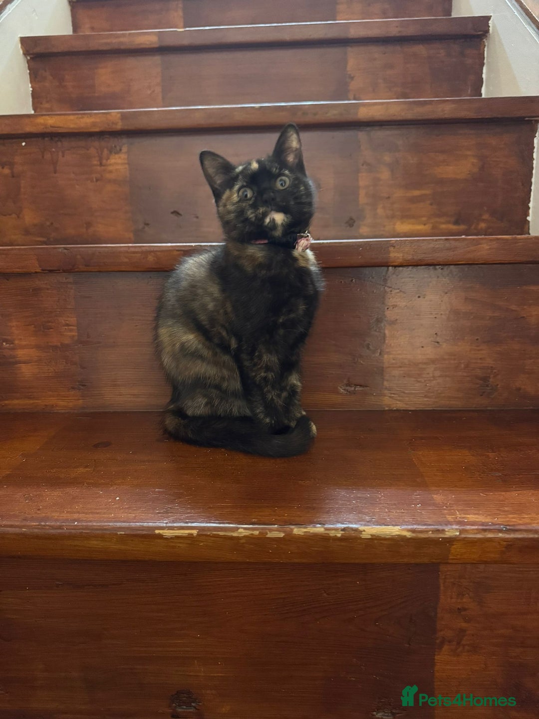 Domestic Shorthair cats for sale: Two gorgeous Domestic shorthair kittens for sale - Image 6
