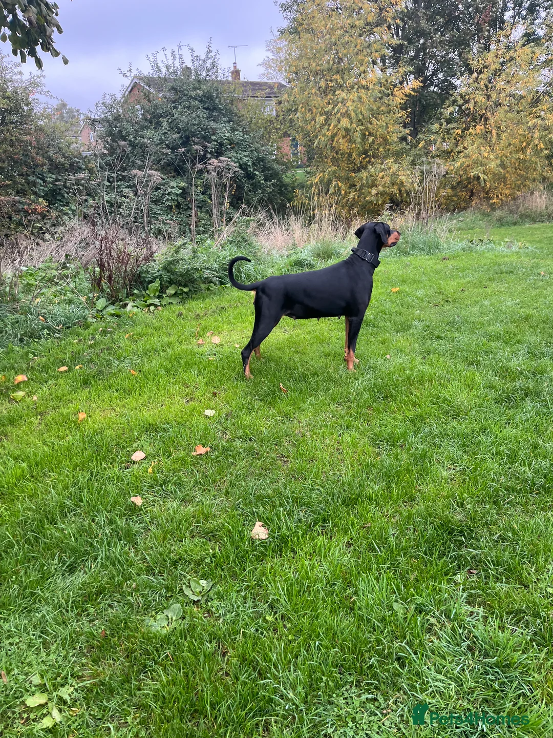 Dobermann dogs for sale: Beautiful Doberman in Leighton Buzzard - Advert 6
