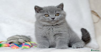 British Shorthair cats - Advert 5