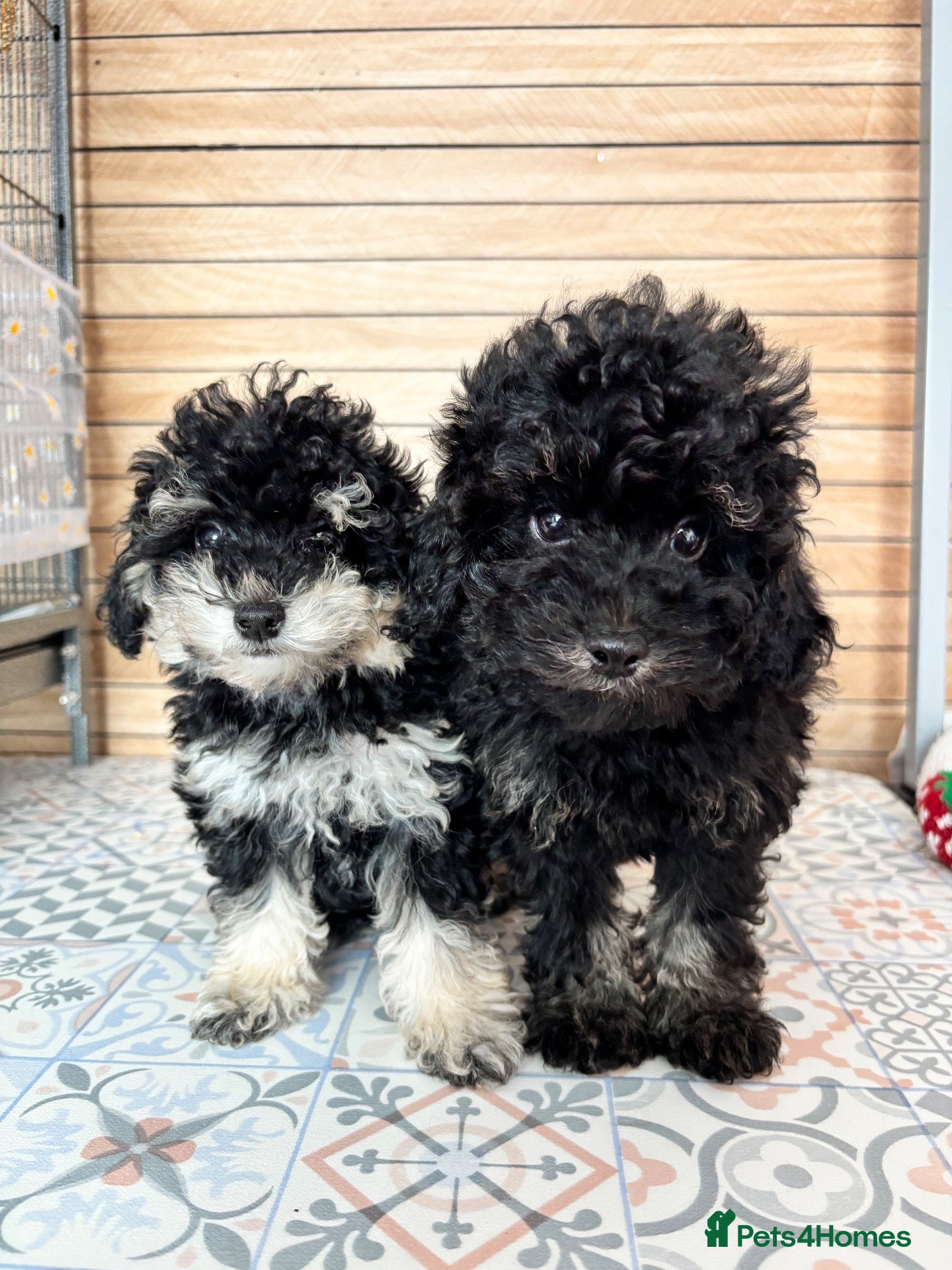 Cavapoo dogs Breeze and Lyra need their new home  - Advert 1