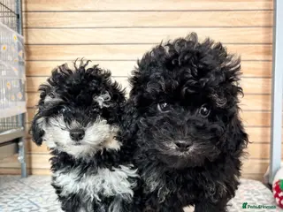 Cavapoo dogs Breeze and Lyra need their new home - Advert 1
