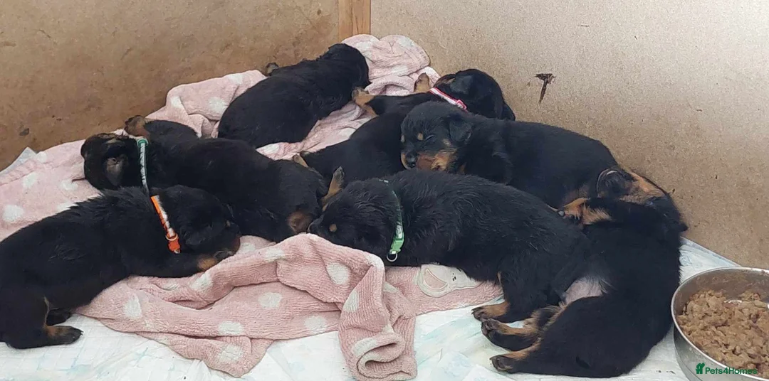 Rottweiler dogs for stud: proven rottweiler stud in Barnsley - Advert 23