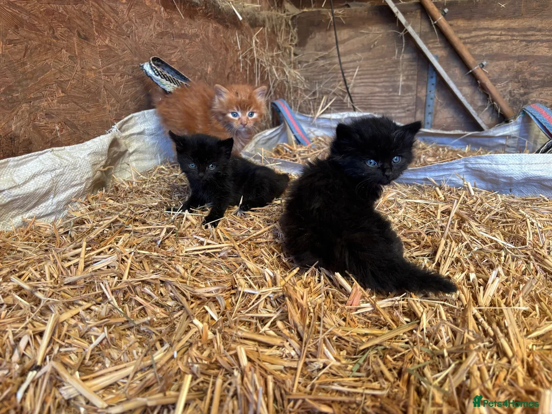 Mixed Breed cats for sale: Three adorable kittens - Advert 2