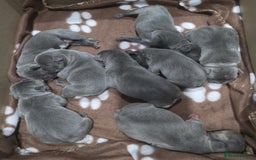 French Bulldog dogs for sale: Gorgeous Blue French Bulldog Girl - Image 9