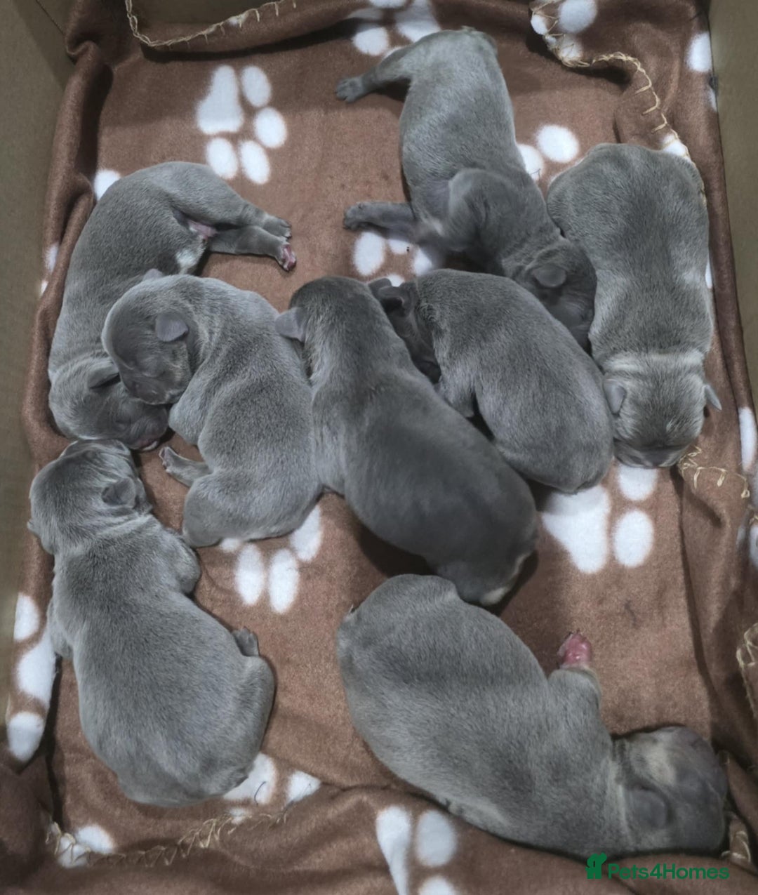 French Bulldog dogs for sale: Gorgeous Blue French Bulldog Girl - Image 9