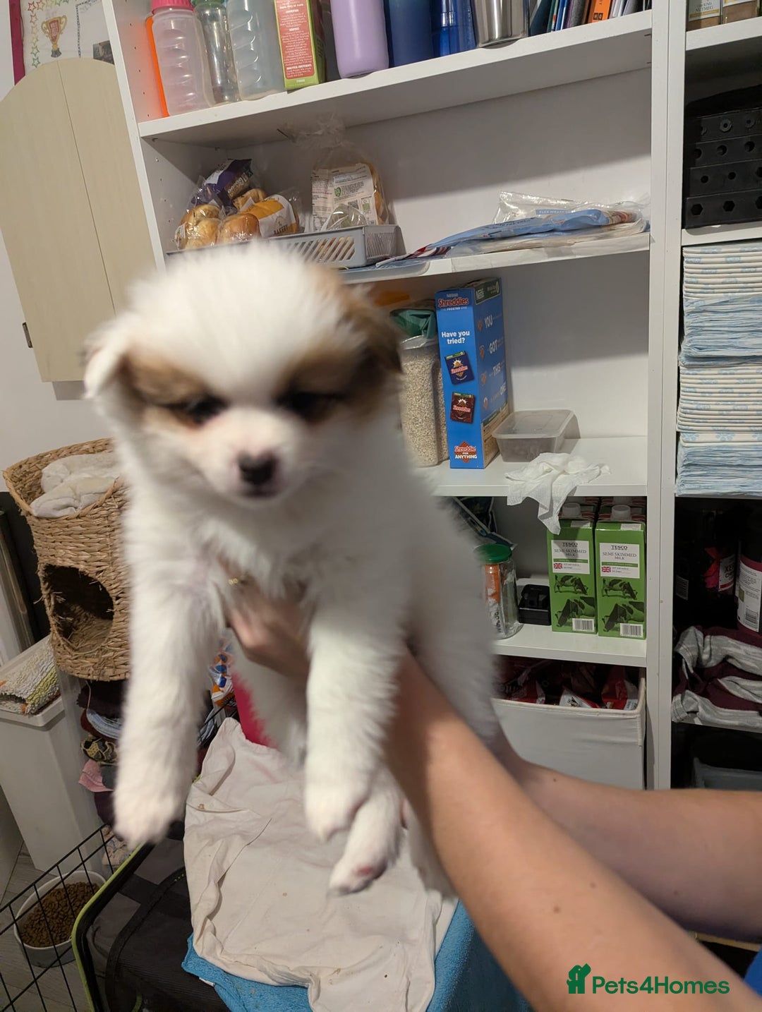 Pomeranian dogs for sale: Beautiful pom puppies - Advert 10