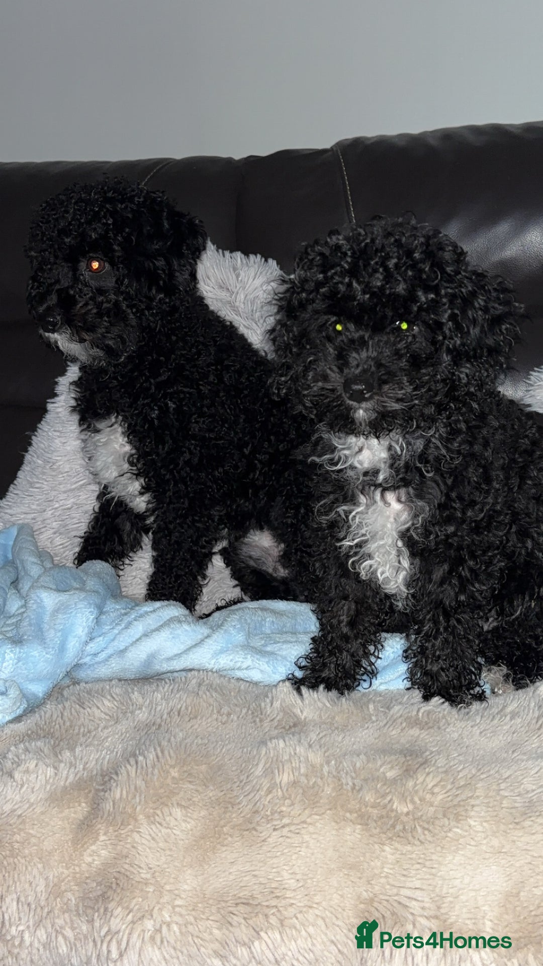 Cavapoo dogs for sale:  Cavapoo puppies  - Advert 17