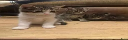 Bengal cats for sale: 3 very playful kittens for sale - Advert 7