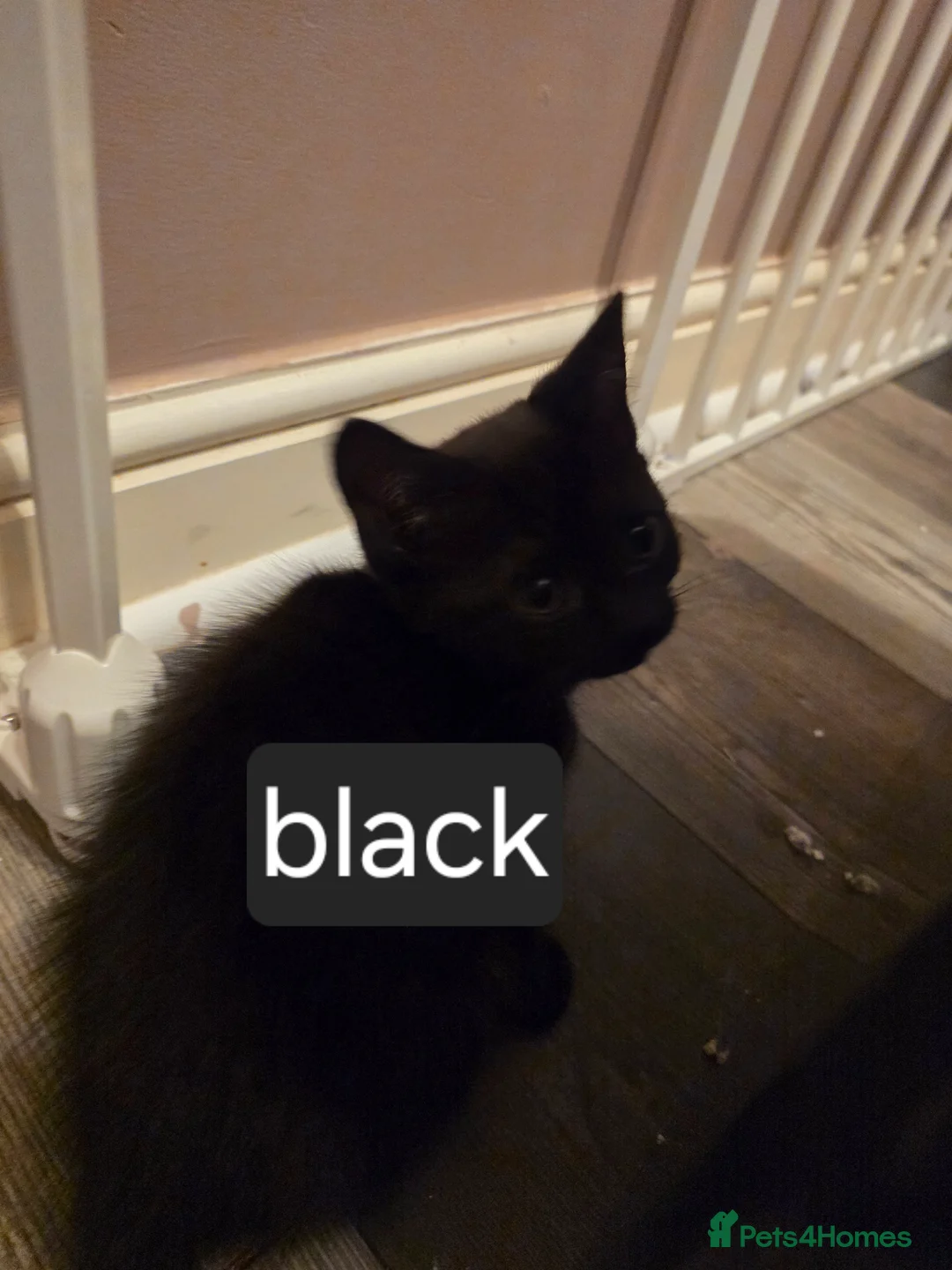 Mixed Breed cats for sale: Maine coon x Scottish fold  - Advert 15