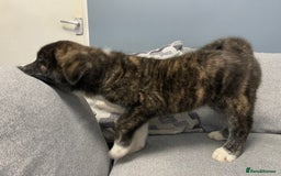 Japanese Akita Inu dogs for sale: Japonese Akita Inu - Advert 1