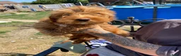 Cavapoo dogs for sale: F1b cavapoos - Advert 7